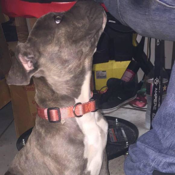 Meet your Posher, Bob - Picture 1 of 1